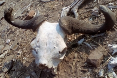bocvana1