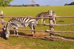 Istra-Brijuni-Brioni74