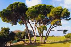 Istra-Brijuni-Brioni78