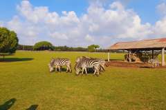 Istra-Brijuni-Brioni79