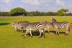 Istra-Brijuni-Brioni80