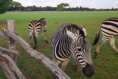 Istra-Brijuni-Brioni82