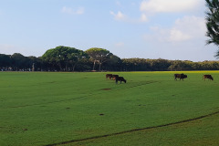 Istra-Brijuni-Brioni83