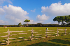 Istra-Brijuni-Brioni85