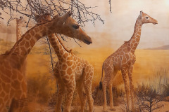 Istra-Brijuni-Brioni93