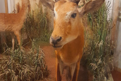 Istra-Brijuni-Brioni94