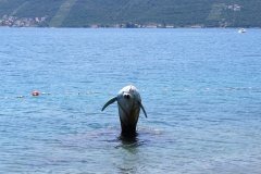 delfin-joca