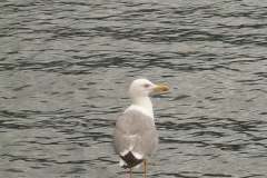 galeb
