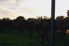 Istra-Fazana-1-15