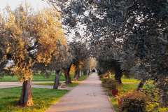 Istra-Fazana-1-16