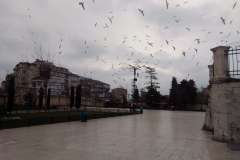 Fatih3