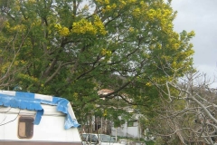 mimoza4