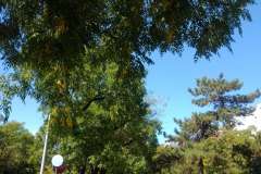 podgorica13