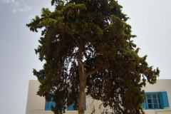 Tunis-Sousse-28