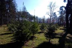 Sumarice-Kragujevac-24