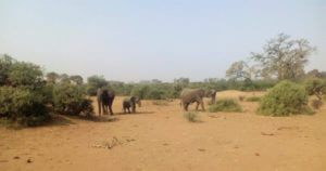 slonovi